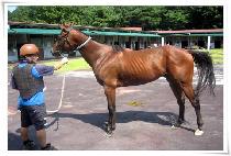 �Ѿ��� (HANEORI) ����