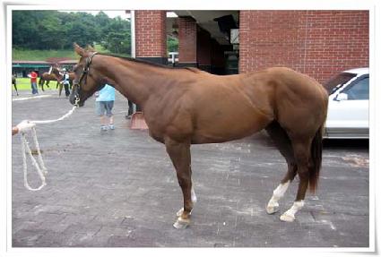 �÷θ��ٻ轺 ����