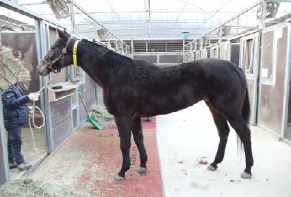 ���̽�Ʈ���� ����