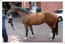 �����ǥ (SEOUL DAEPYO) ����