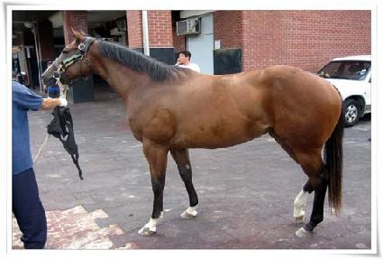 �����ǥ ����