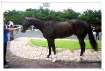 ���κ� (JINDUBONG) ����