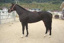 ��Ŷ��ĹĹ (SCIT SCAT CAT) ����