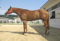 ��Ϻ�Ʈ (HONEY BOLT) ����