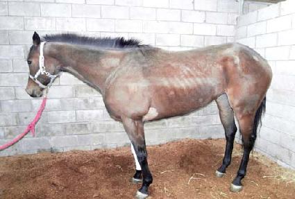 ������ ����