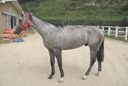 �����Į ����