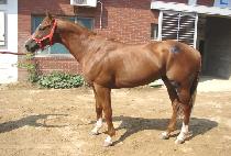 ���Ϸ��ӵ� (MARKET REMEDY) ����