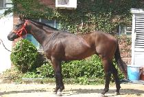 ��彼�������� (HUDSON RIVER LINE) ����