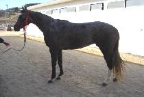 ��ī������ (CHICAGO YEONGGWANG) ����