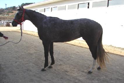 ��ī������ ����