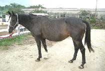 ��������Ÿ��Ÿ (PRINCESS TATSUTA) ����