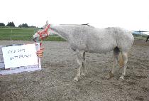 ü�̹̽����ö��� (CHASING BUTTERFLYS) ����