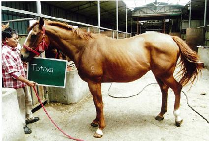 ����ī ����