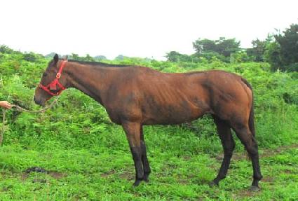 ���������ư� ����