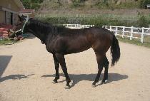 ������� (NAMBANG GONGJU) ����