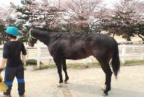 ��õ���� (SEUNGCHEON JISU) ����