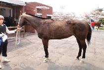 ��õ��� (PACHEON BISANG) ����