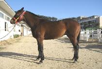 �ΰ�ĸƾ (BUGYEONG CAPTAIN) ����