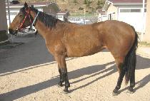 ���ս� (VEHEMENCE) ����