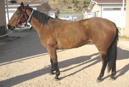 ���ս� ����