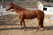 �����ȭ (NAMGYEONGSINHWA) ����