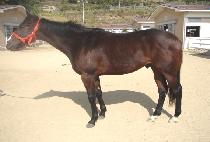 �����屺 (GAYAJANGGUN) ����