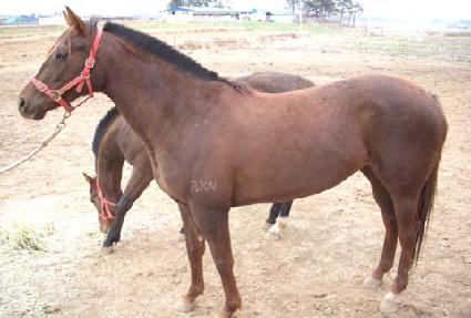 �����帲 ����