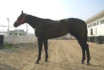 ��ռ� (TOWANGSEONG) ����