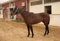 �����屺 (BULPAEJANGGUN) ����