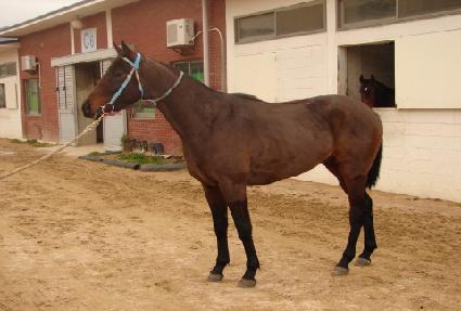 �����屺 ����