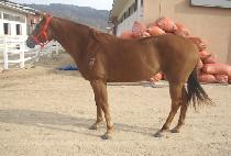 �������� (REVERSEWON) ����