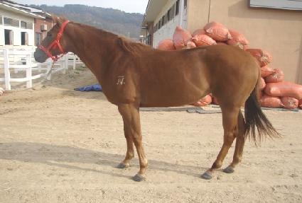 �������� ����