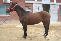 �ְ���ǰ (CHOEGOMYEONGPUM) ����