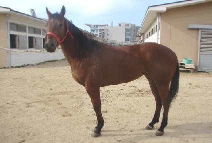 �������� ����