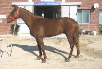 �ΰ濡�̽� (BUGYEONG ACE) ����