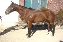 ���̽����� (ACE GANGGUK) ����