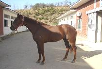 �ΰ�Ȳ���� (BUGYEONGHWANGTEJA) ����