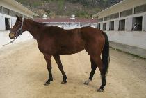 �����ɸ��� (USEUMKKONMANBAL) ����