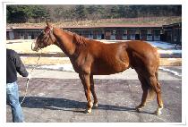 ��õ���� (GWACHEON WANGJA) ����