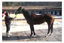 ������ŻĹ (ORIENTAL CAT) ����