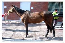 ��ȣ���� (BIHOJISE) ����