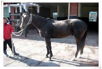 �Ҳ�ó�� (BULKKOTCHEOREOM) ����