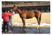 �����̽� (ONE ACE) ����