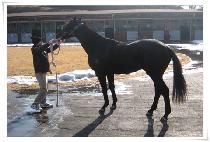 �ݹ�Ÿ�̰� (CALL ME TIGER) ����