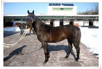 �Ϻ����� (WANBYEOKDUNGI) ����