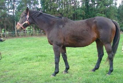 ���ڸ�Ʈ ����