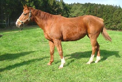 ����ƾ����귯�� ����