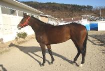 ����ź�� (GAYATANSAENG) ����