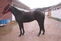 ��ȣ���� (BAEKHORANGI) ����