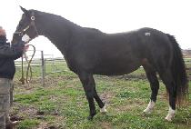 ���׿��� (RINGING ECHO) ����